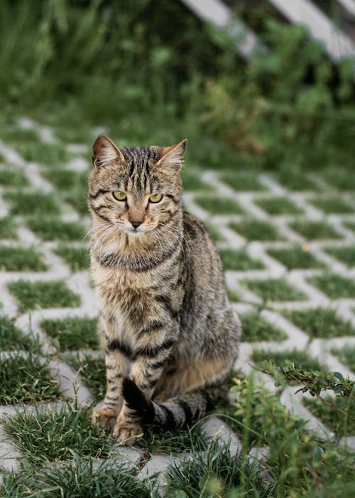 A cat sitting on a grassy area