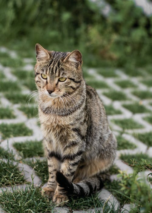 A cat sitting on the ground in front of a green grass