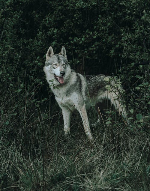 Бесплатное стоковое фото с вертикальный выстрел, волк, выборочный фокус