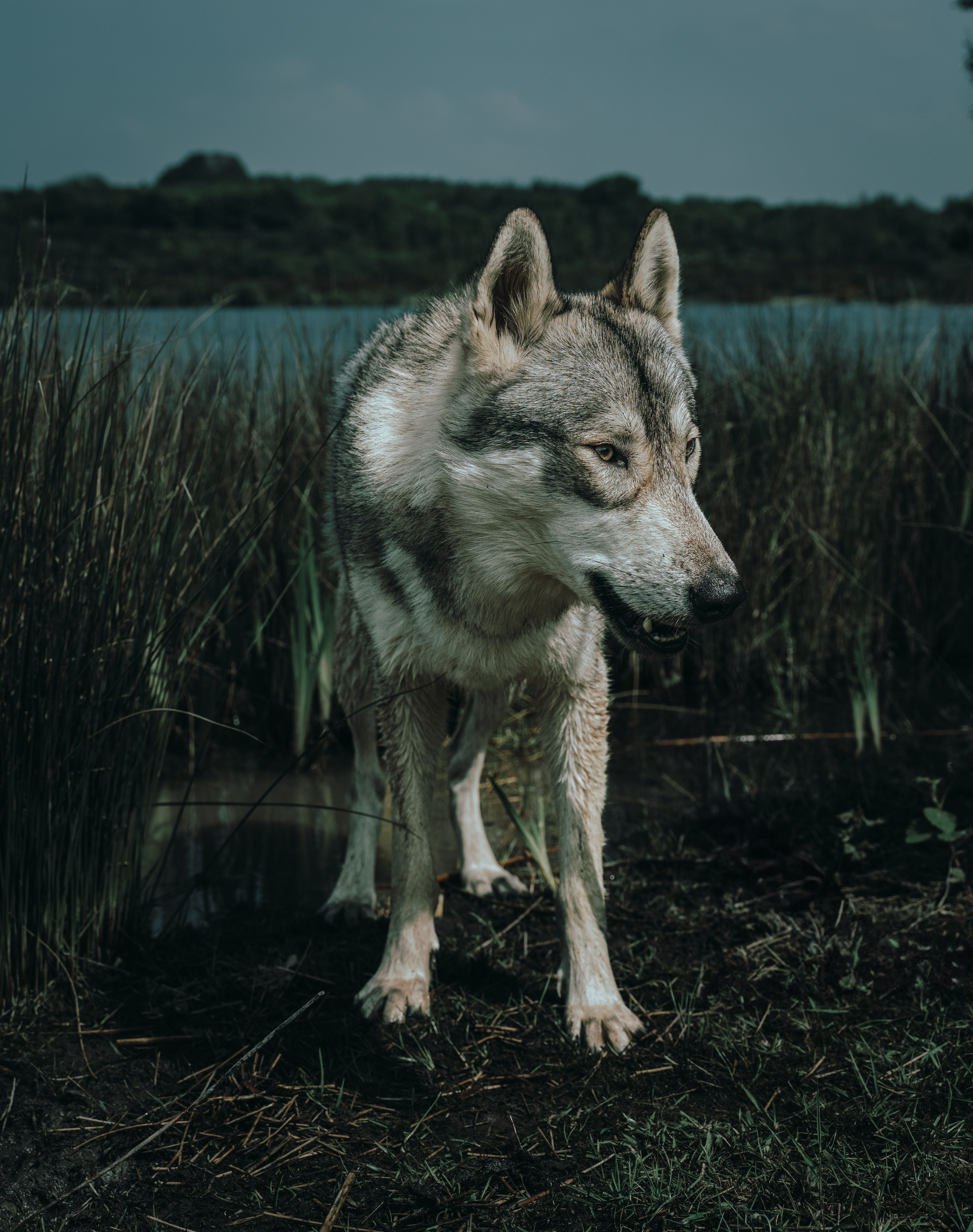 Sea Wolf — Coastal British Columbia