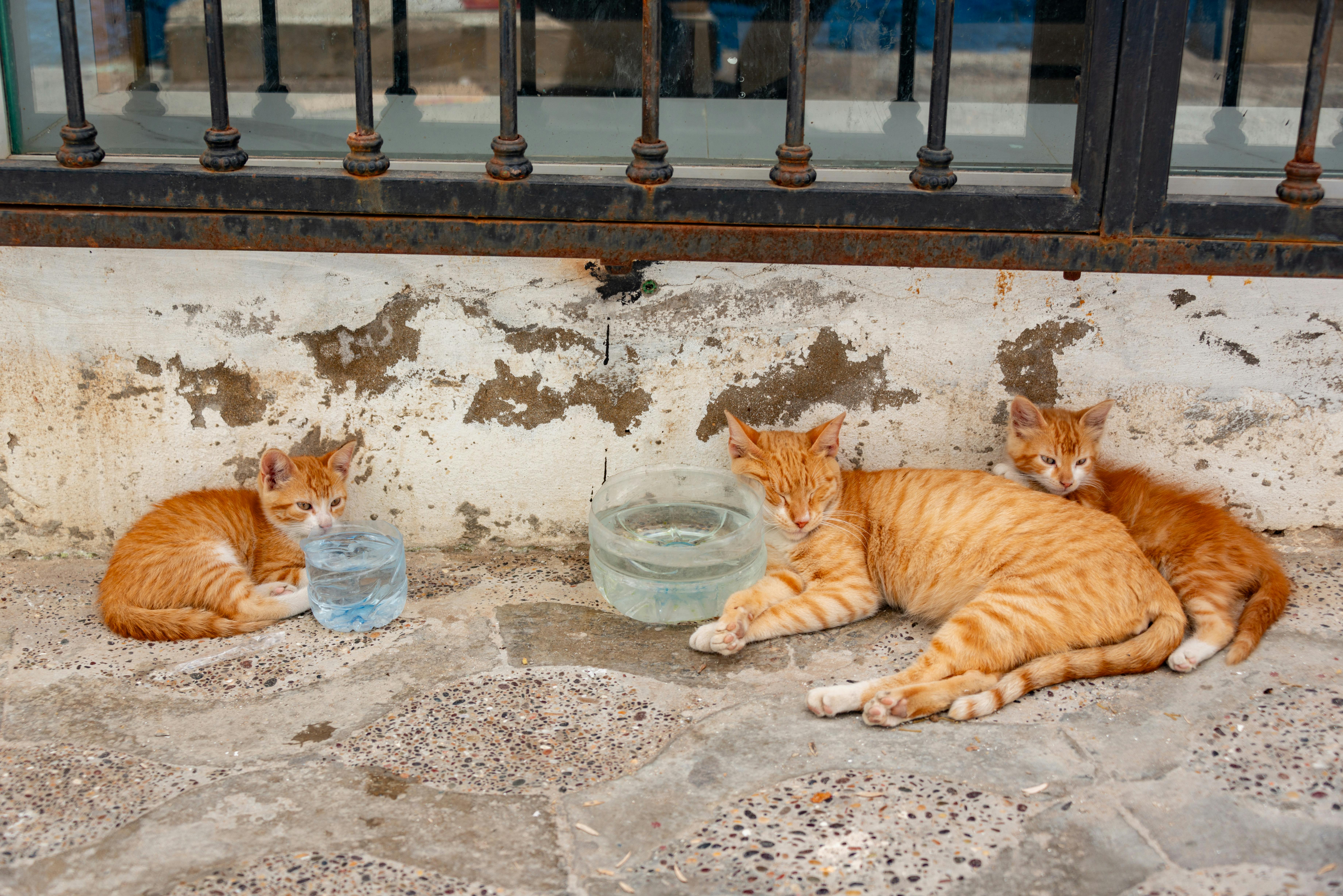 Three cute orange cats relax by a fence, enjoying a peaceful day outside.