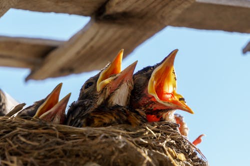 Baby birds in a nest awaiting feeding with open orange beaks
