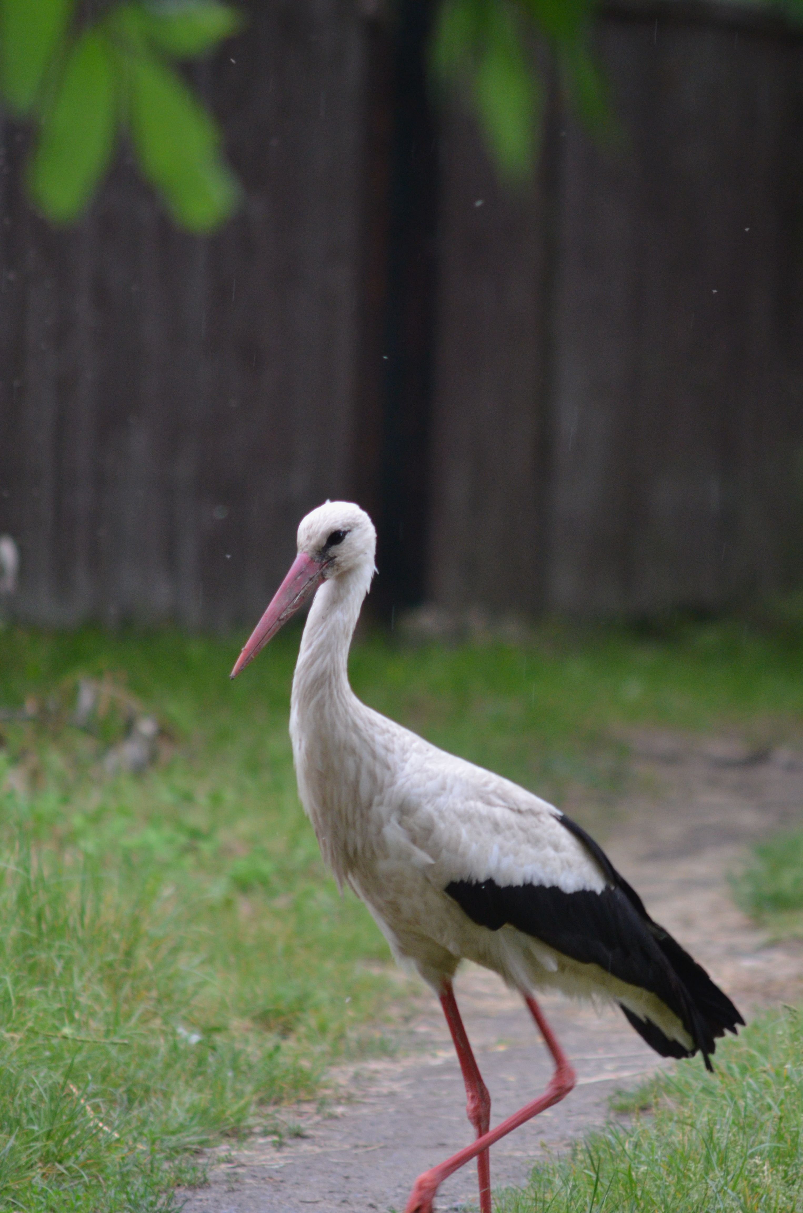 Stork in Rain · Free Stock Photo