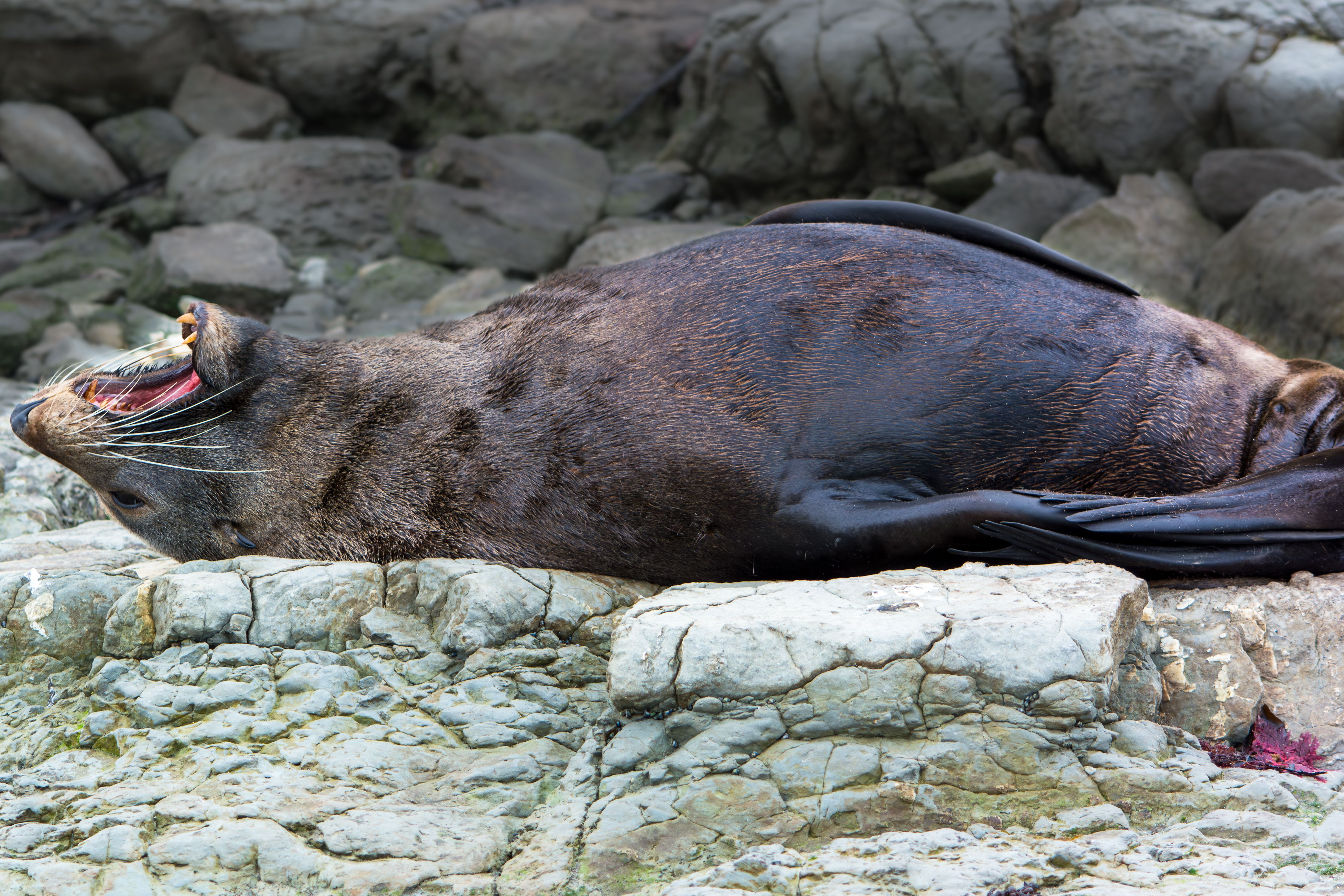 11. Encountering New Zealand's Marine Life Dolphins, Whales, and Seals
