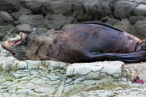 Sea Lion laying on its back and yawning