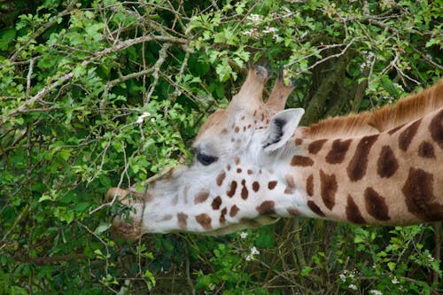 doğa, güzel, zürafa içeren Ücretsiz stok fotoğraf