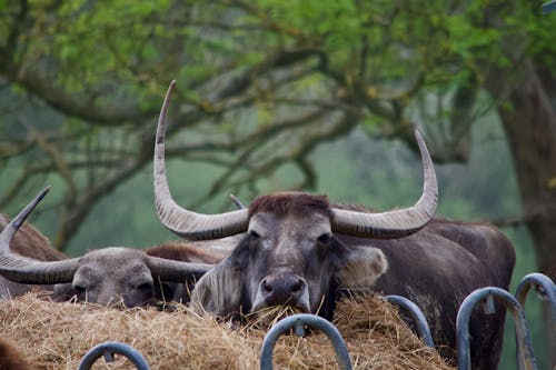 水牛, 自然の無料の写真素材