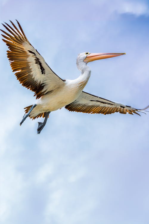 Closeup of pelican flying with a blue sky in background