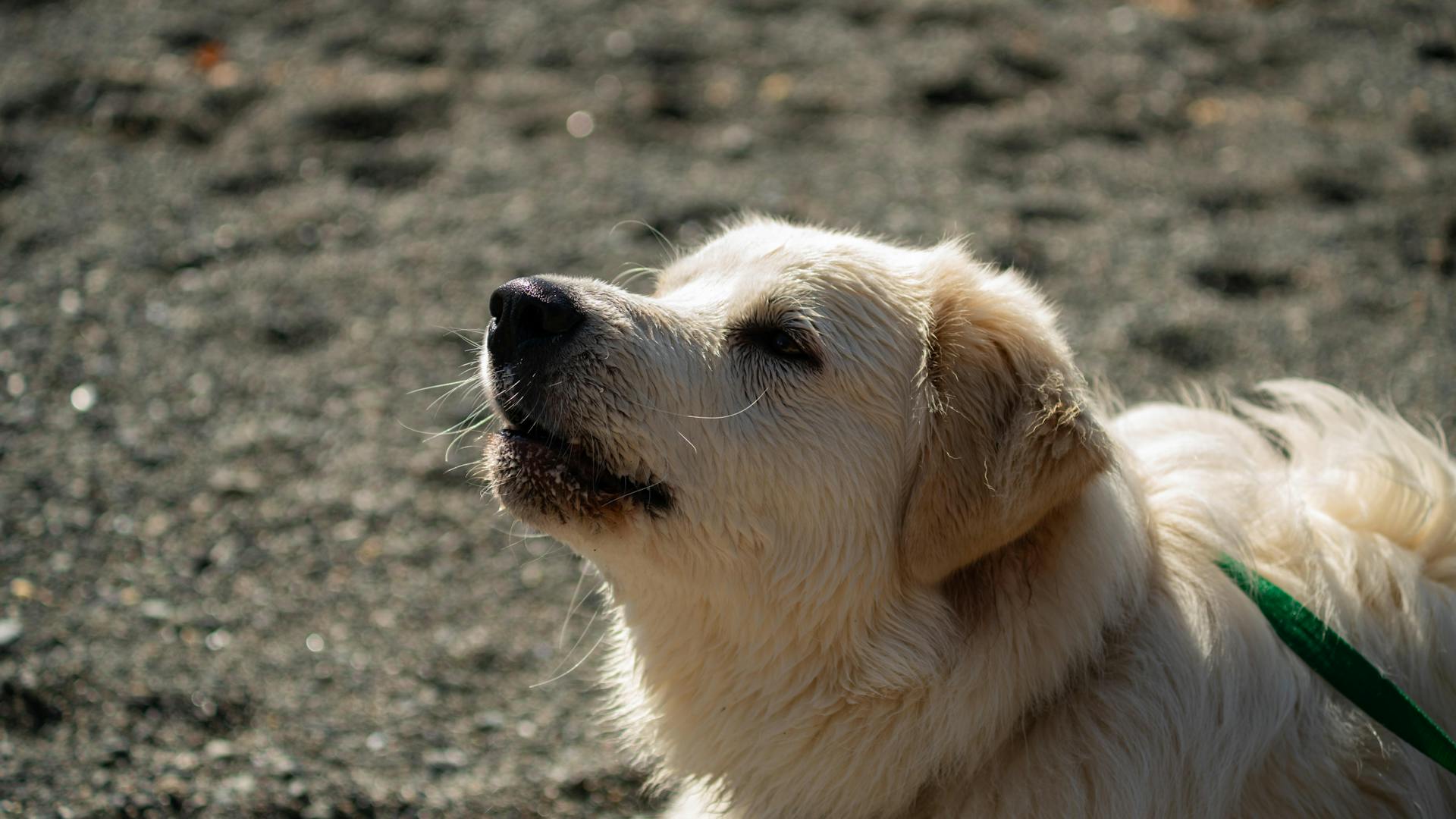 Vue latérale du chien de berger de la Maremme étendu sur le sol