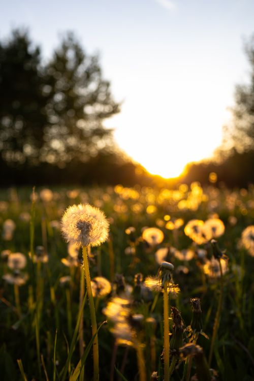 Free Beautiful sunset over a meadow filled with dandelions, highlighting a serene summer evening. Stock Photo