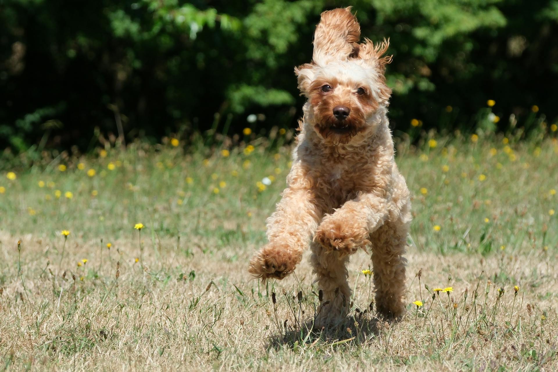 Dog Running on Grass