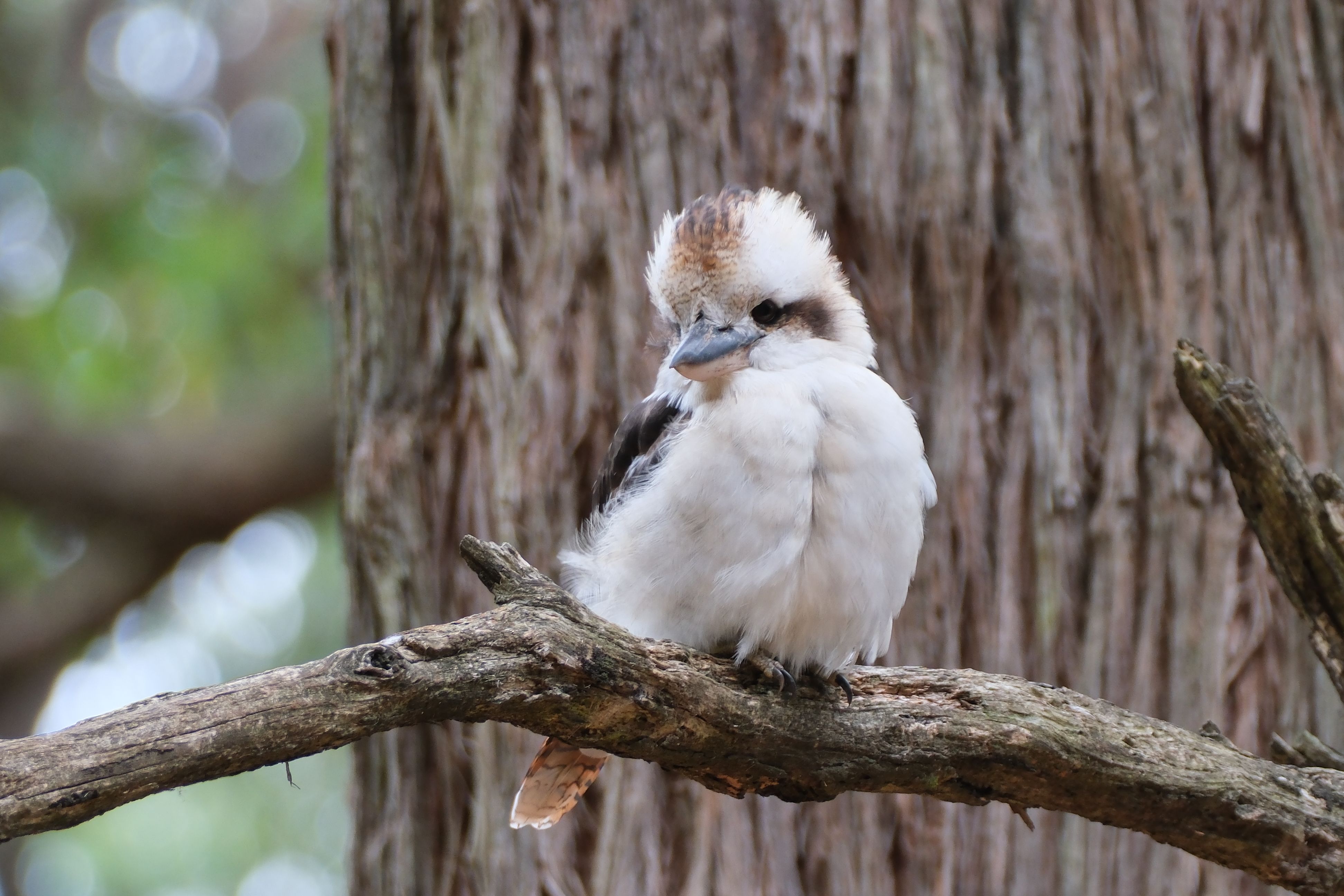 Fotomural Encantador kookaburra se sienta en una rama en Olinda, mostrando su belleza natural.