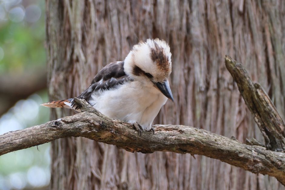 Fotomural Acercamiento de un Kookaburra riendo posado en una rama en Olinda, Australia.