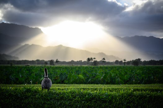 日出时分，夏威夷郁郁葱葱的田野上，一只鹅点缀着这片宁静的风景