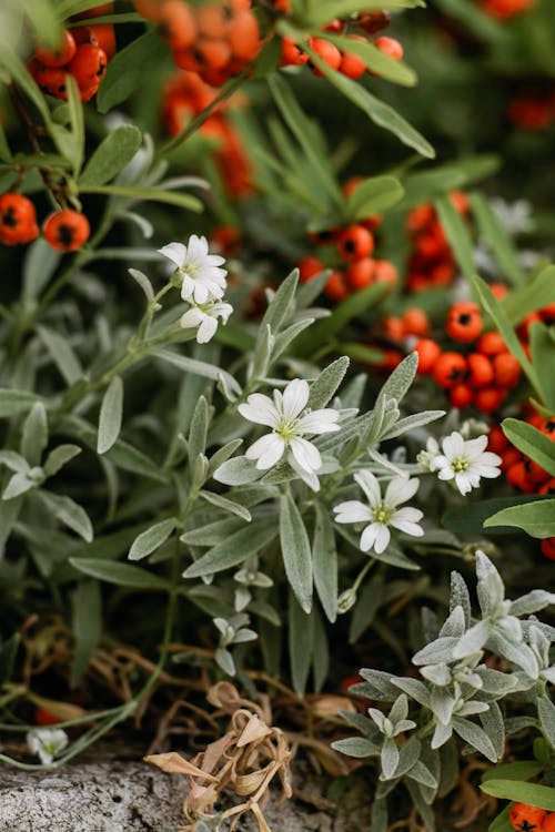 A close up of white flowers and red berries