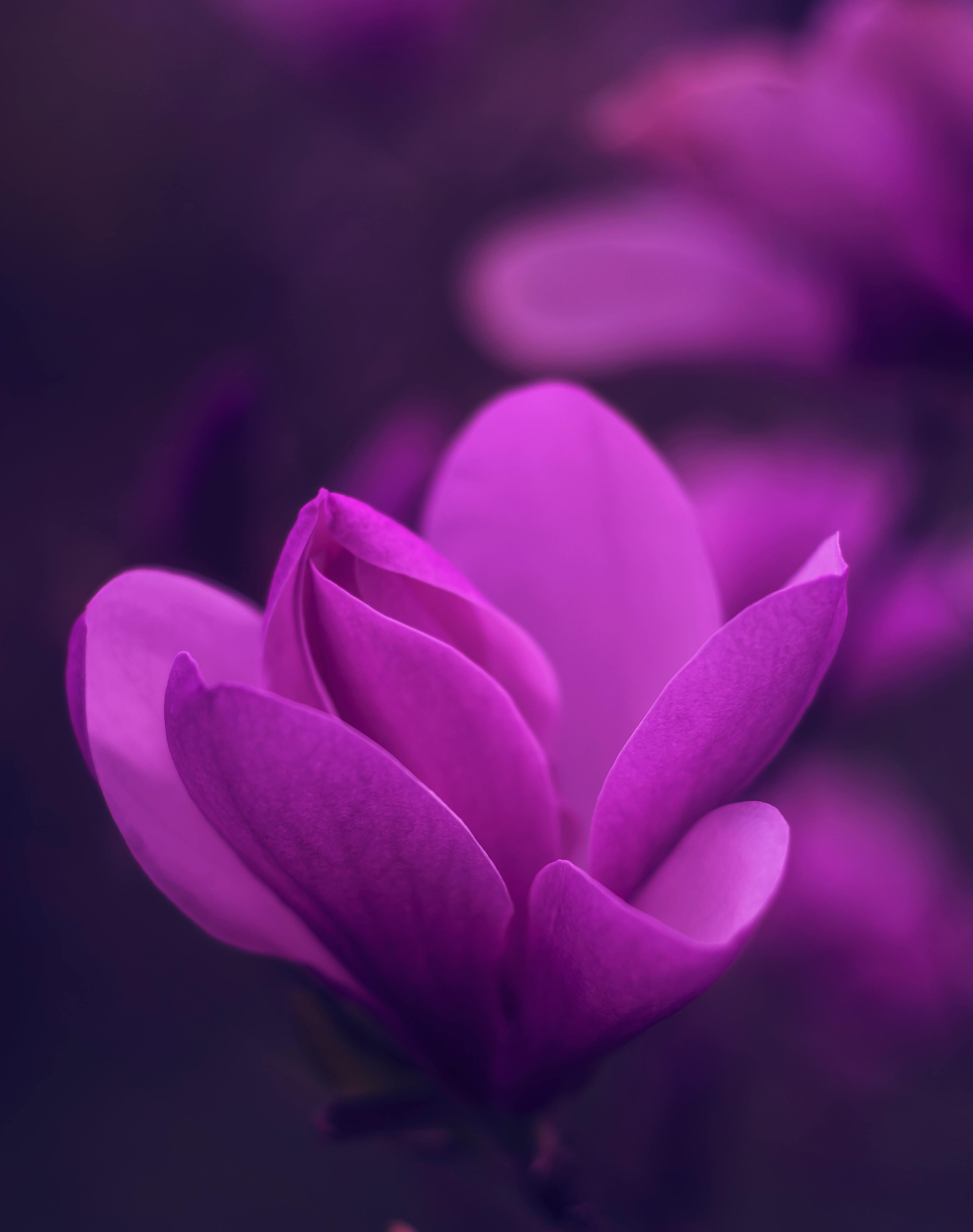 Pink And Purple Pictures  Download Free Images on Unsplash