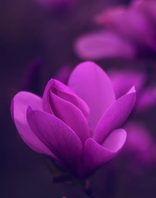 Free Purple Petaled Flower  Stock Photo