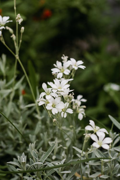 White flowers in a garden with green leaves