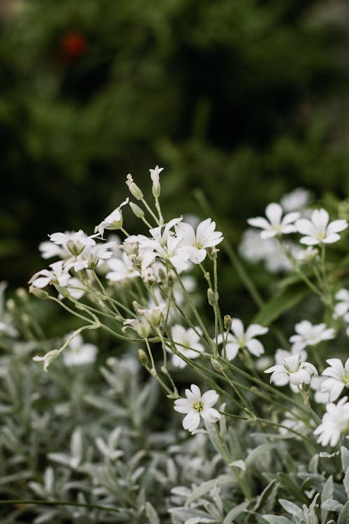 White flowers in a green plant with green leaves
