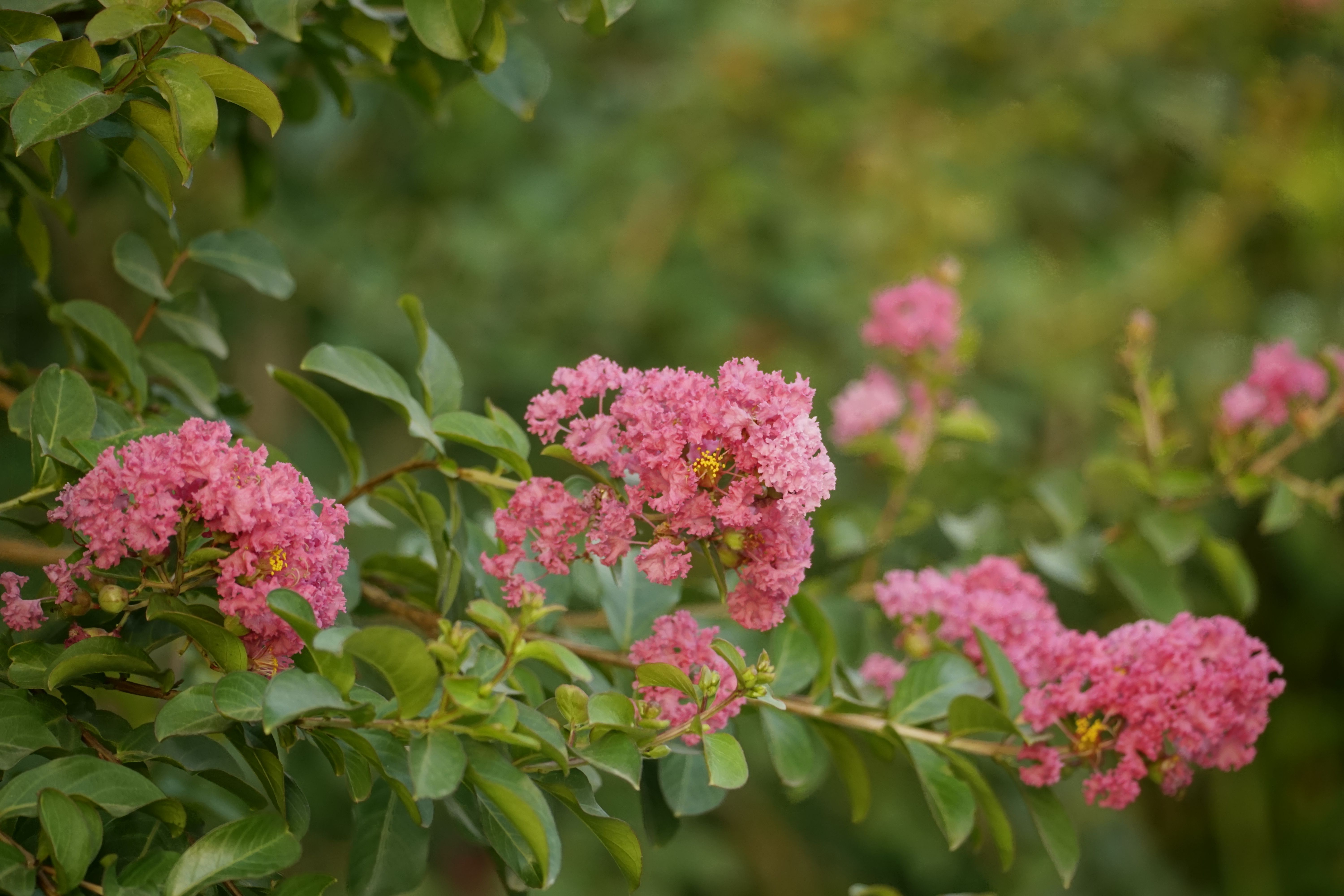 Close-up of crepe myrtle foliage showing color and stress