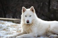 一只令人惊叹的白色西伯利亚哈士奇躺在白雪覆盖的地面上，展示着它美丽的眼睛