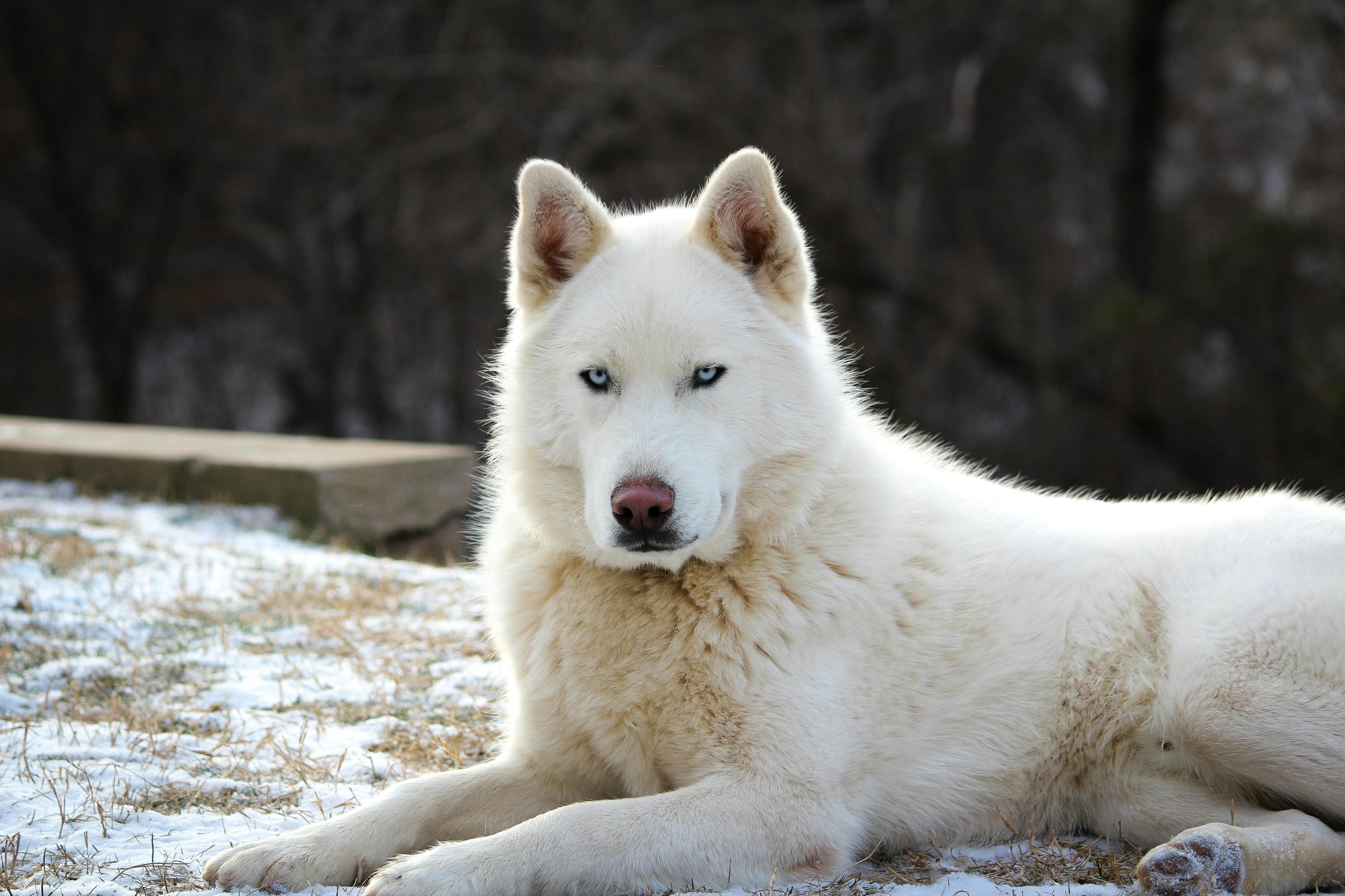 Photo of Dog Lying on Ground · Free Stock Photo