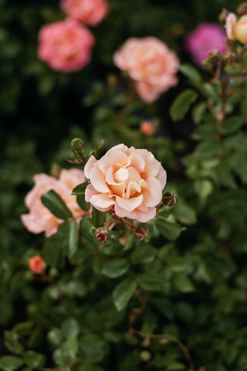 A close up of a pink rose bush with green leaves
