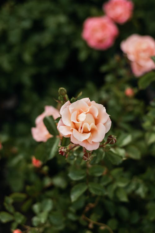 A close up of a pink rose bush with leaves