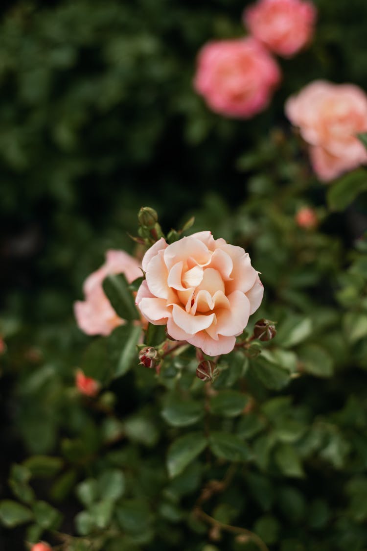 Top View Of Light Pink Garden Rose