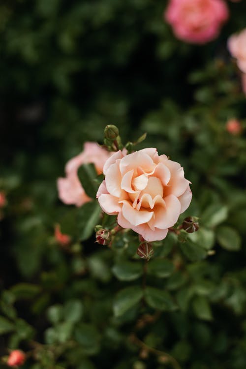 A close up of a pink rose in a garden