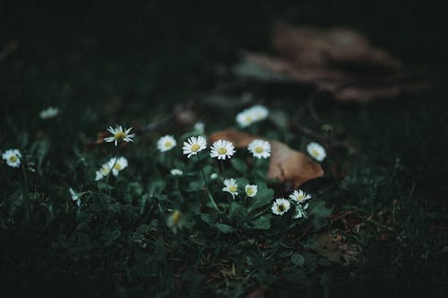 Základová fotografie zdarma na téma bílé květy, flóra, hloubka ostrosti
