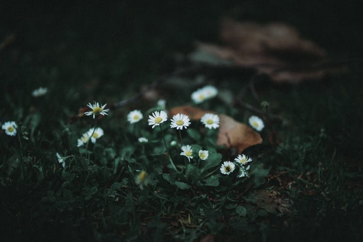 Photo Of Oxeye Daisies