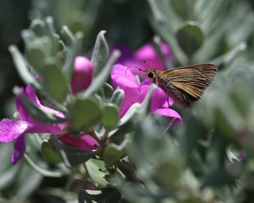 Free stock photo of butterfly, cenizo, texas sage