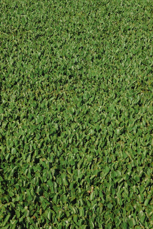 Бесплатное стоковое фото с абстрактный, вечнозеленый, газон