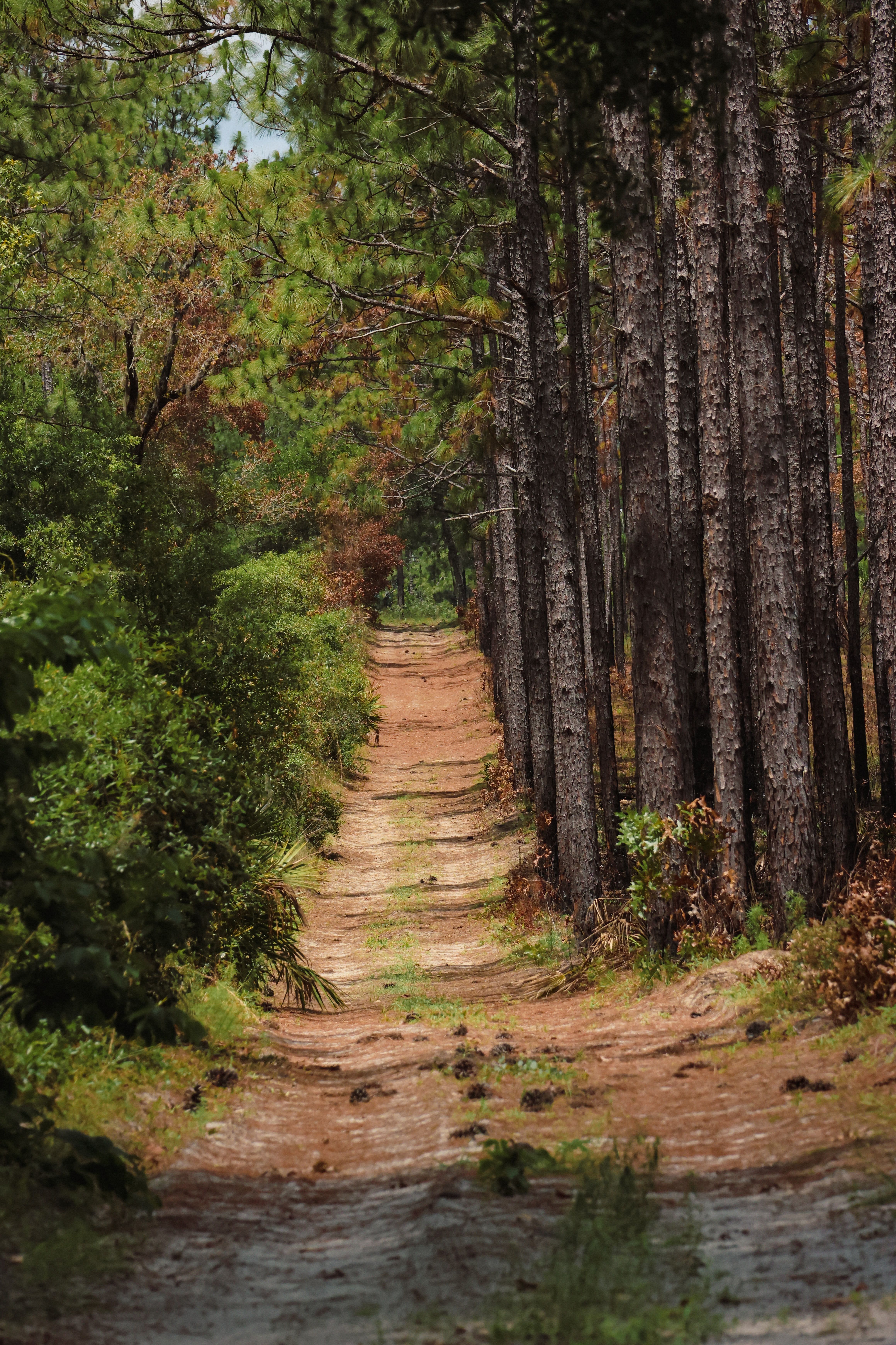 Crestview pine forest path in soft watercolor tones