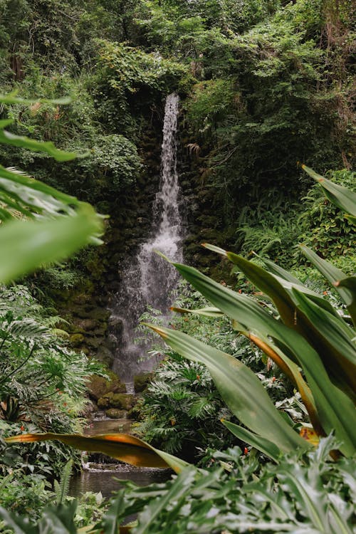 Ingyenes stockfotó buja, dzsungel, esőerdő témában