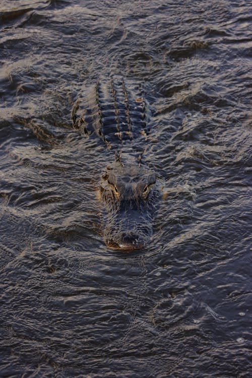 Бесплатное стоковое фото с Аллигатор, вода, дикая природа