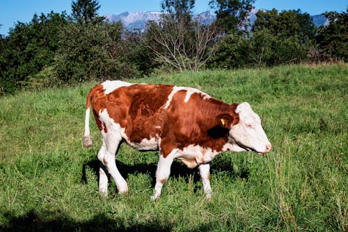 Brown and White Cow Walking on Grass Field