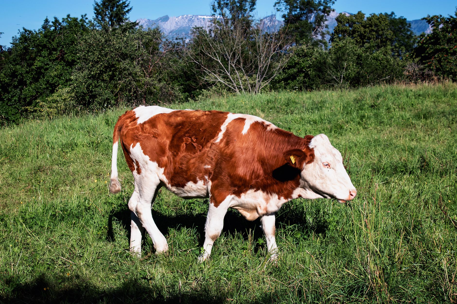 Brown And White Cow Walking On Grass Field Free Stock Photo brown-and-white-cow-walking-on-grass-field-free-stock-photo
