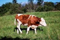 阳光明媚，一头棕白相间的牛在青翠的田野里安静地吃草