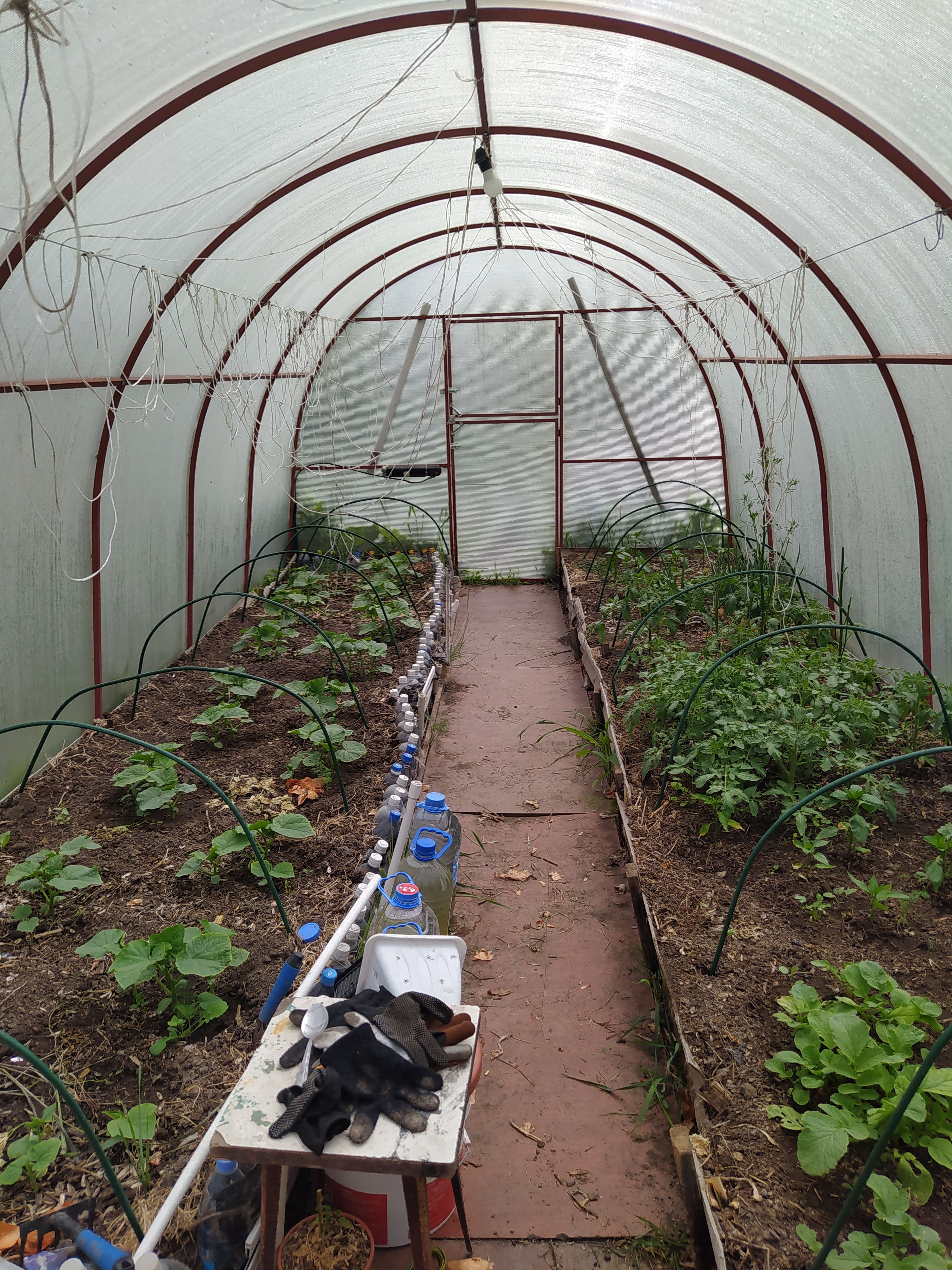 An indoor greenhouse showcasing a vibrant array of growing vegetables and greenery. Ideal for cultivation and horticulture enthusiasts.