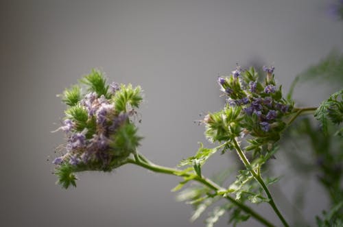 Foto De Close Up De Planta De Folhas Verdes