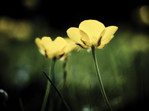 Fotografía De Enfoque Selectivo De Flores Amarillas