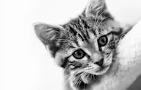 一张迷人的黑白特写中，一只年轻的虎斑小猫眼睛引人注目