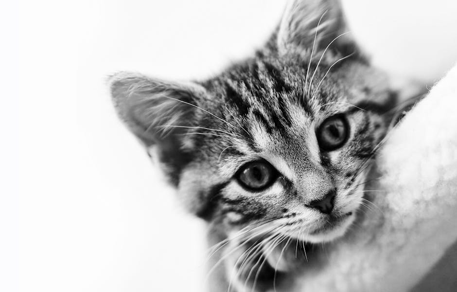 Monochrome Photo of Tabby Cat