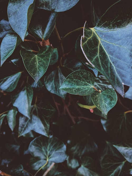 Základová fotografie zdarma na téma břečťan, bujný, detail