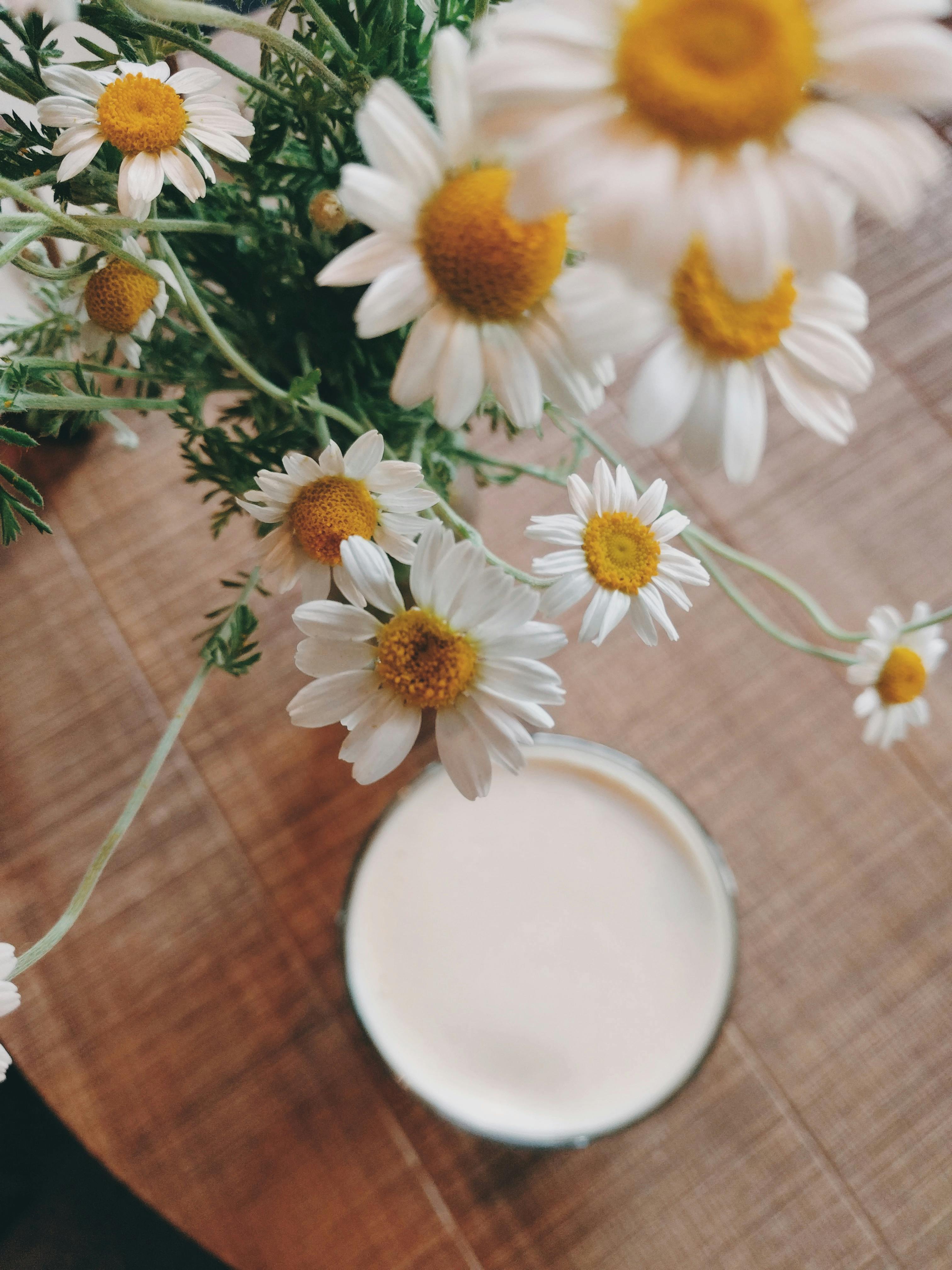 white daisy flowers on focus photography