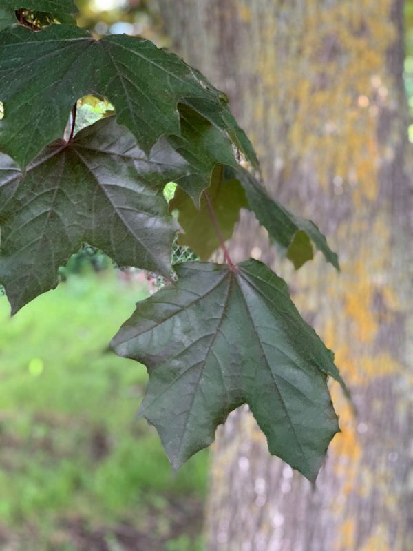 জিলি গোল্ডেন এম্পায়ার স্লট গেমের স্ক্রিনশট