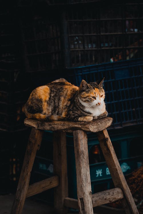 A cat sitting on a wooden stool in front of crates