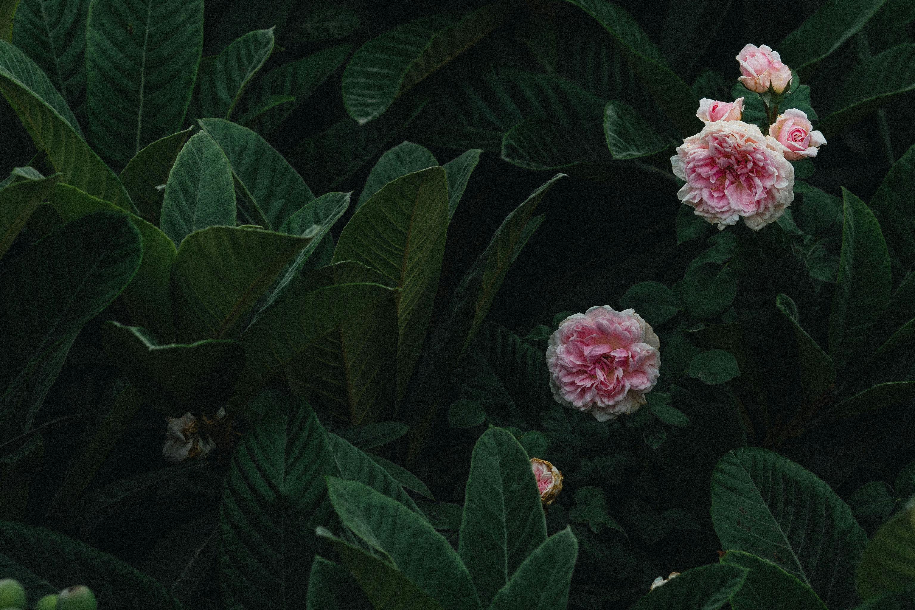 Close-up of blooming pink roses surrounded by rich green leaves, showcasing natural beauty.